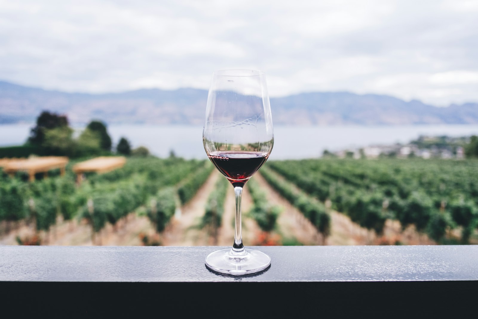 Copa de vino tinto con los viñedos de Finca Diamante de fondo