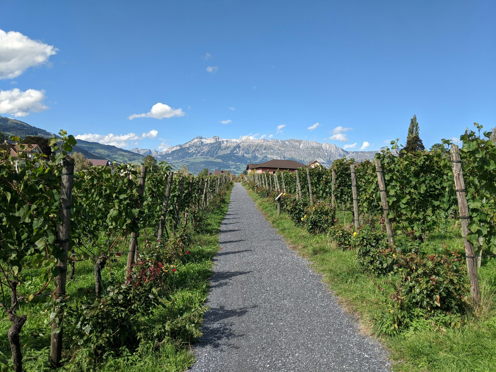 Viñedo de Finca Diamante con la cordillera de los Andes de fondo