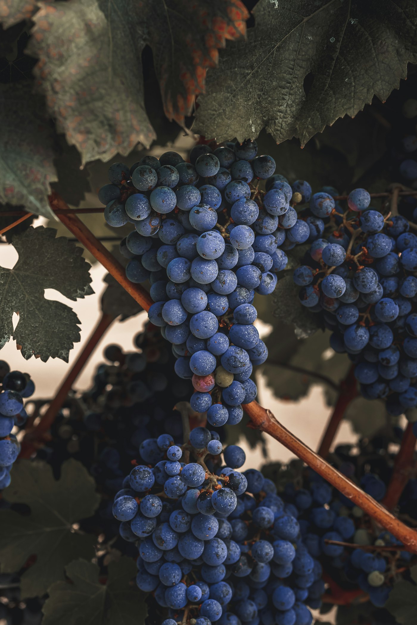 Racimo de uvas malbec en la vid